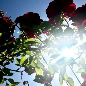 Meet your Posher, Isabella